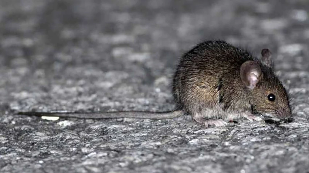 Hantavirus-1920
